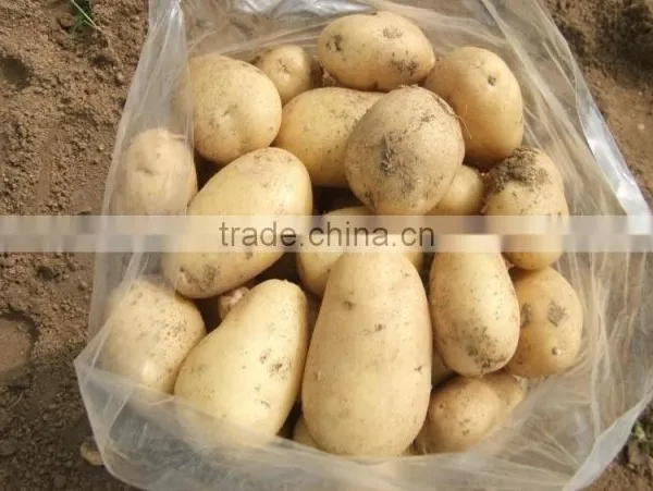2015 Best Quality of the Potato in Anqiu photo-5