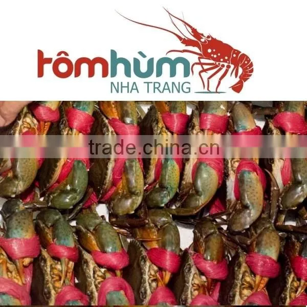 LIVE MUD CRAB (Male/Female) Within Best Quality and Suitable Supplying photo-3