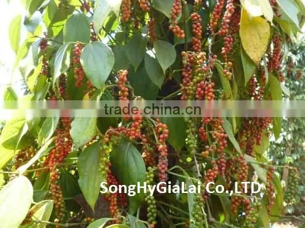 BLACK PEPPER 500GR/L CLEANED photo-2
