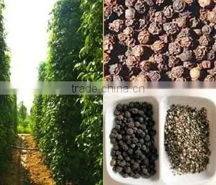 BLACK PEPPER VILACONIC photo-4