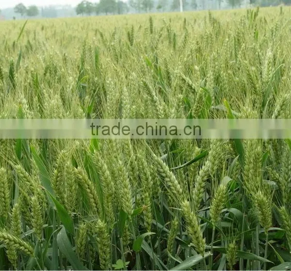 Vital Wheat Gluten( Wheat Gluten Price)