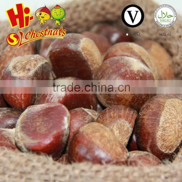 New Crop Bulk Fresh Chestnuts for Sale, Shandong Chestnuts,Taian Chestnuts photo-2
