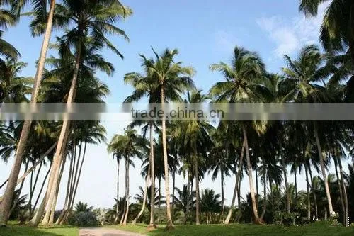 Coconut Sugar photo-3