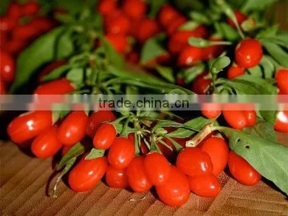 Goji Berry