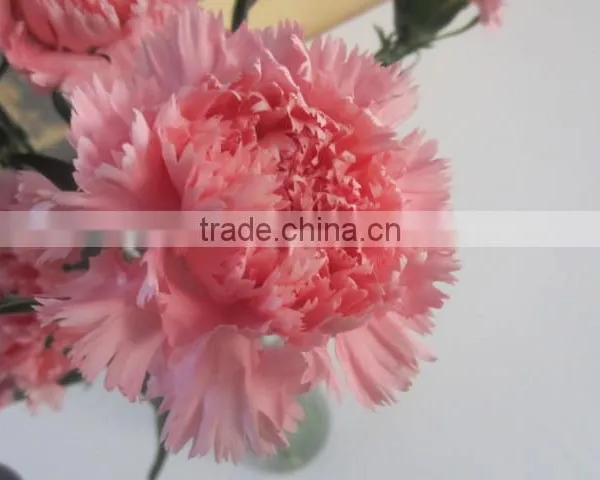 Fresh Cut Flowers Carnation Varieties Flowers photo-2