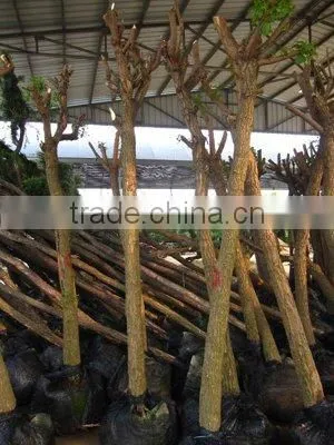 Erythrina Crista Packing for Loading