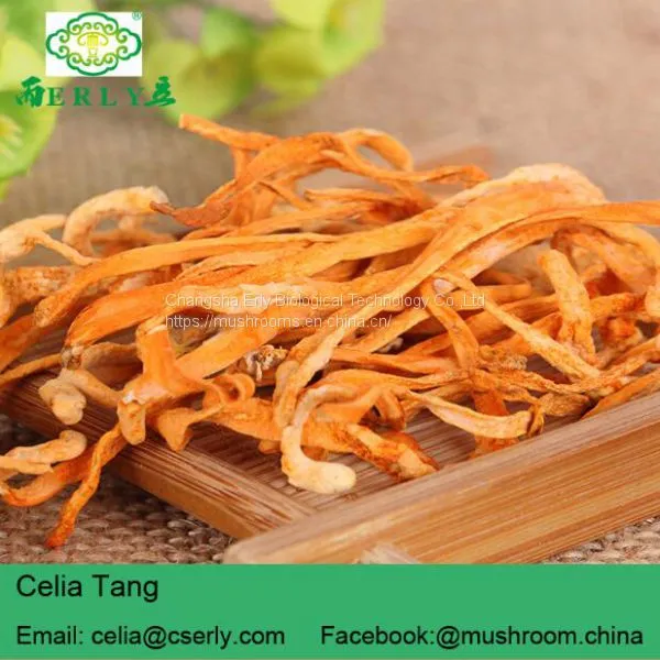 Herb Flower Dried Cordyceps