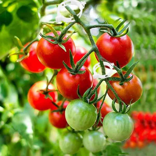 Agricultural Gardening Planting Vine Support Fixing Clip Tomato Fruit Snap Ring Buckle Clips for Plants photo-2