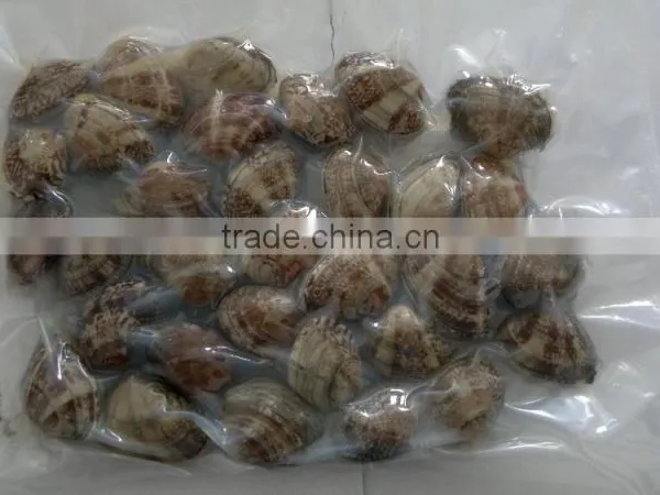 Multi-Language Sites Frozen Short Neck Clam With Shell Frozen Short Neck Clam With Shell Frozen Short Neck Clam With Shell Froz photo-4