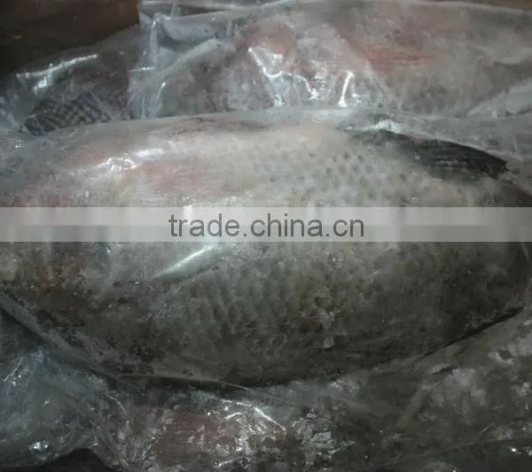 Frozen Whole Tilapia