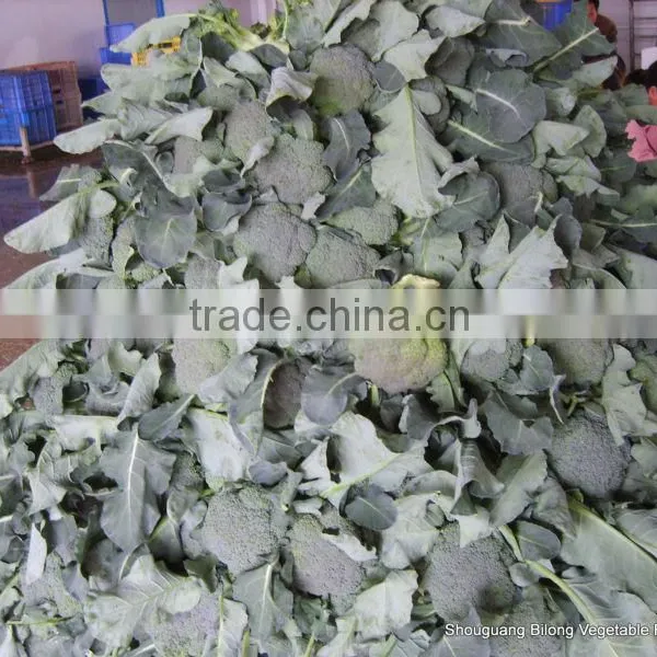 Chinese Fresh Broccoli (11-13cm ) From New Farm photo-5