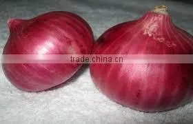 Sweet Red Onion Shipment in Refrigerator Container