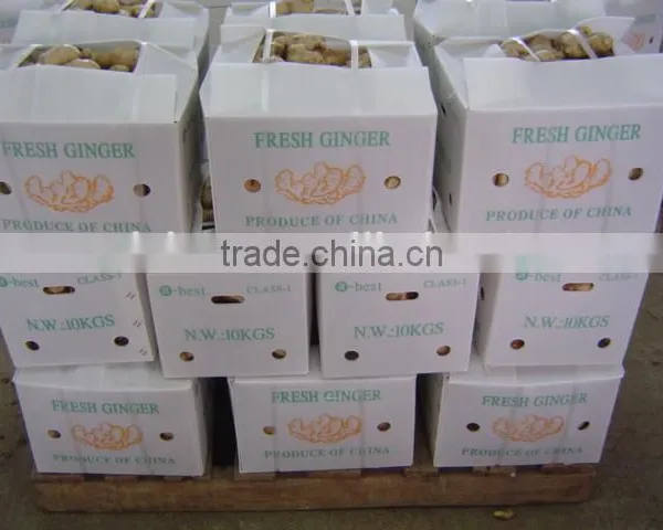 Chinese Fresh Air Dried Ginger photo-6