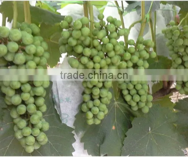 Chinese Biggest Supplier Agrolink Humate 70ha+15fa+14k2o Folibor Boron Fertilizers photo-6