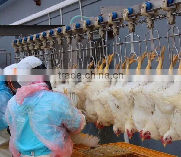 Hot Selling Portable Chicken Broiler Slaughter Line Dressing Line House 008618052092685 photo-5