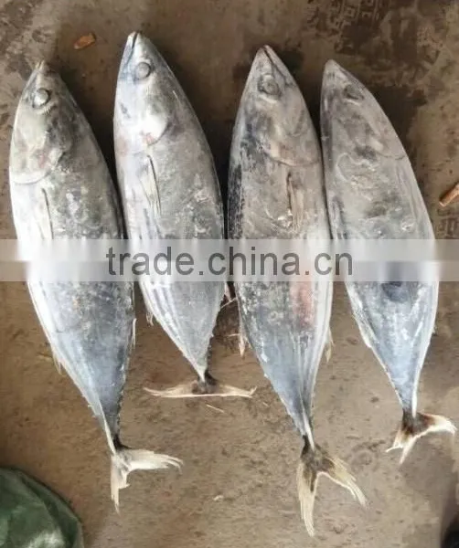 Skipjack Tuna BQF Loin photo-2