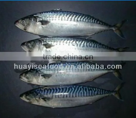 Frozen W/R Pacific Mackerel High-quality Seafood Fresh Fish photo-4