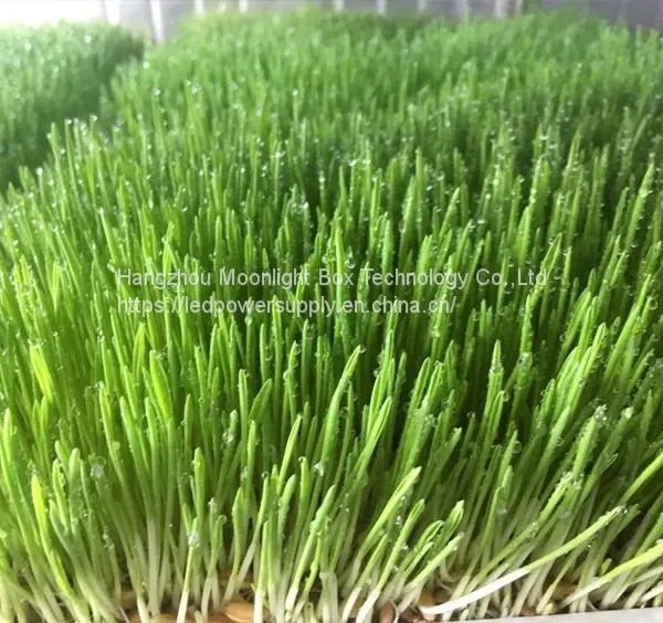 40HQ Hydroponic Fodder System Container Farmhydroponic Growing Systems Shipping Container Hydroponic System photo-5