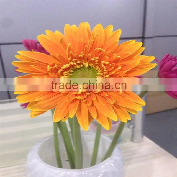 Natural And Fresh Cut Flower Gerbera 45-60cm Stem Length Wholesale photo-2