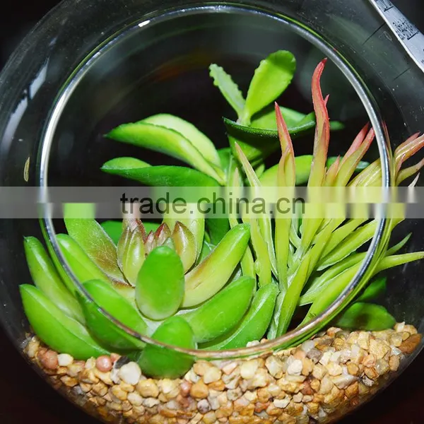 We Export Succulent Plants Geometric Glass Terrarium Wholeasle photo-3