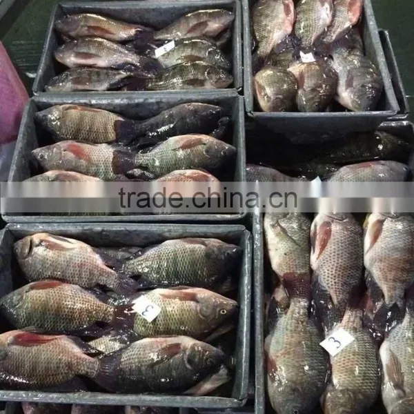 Best Quality Frozen Fish Tilapia From China photo-2