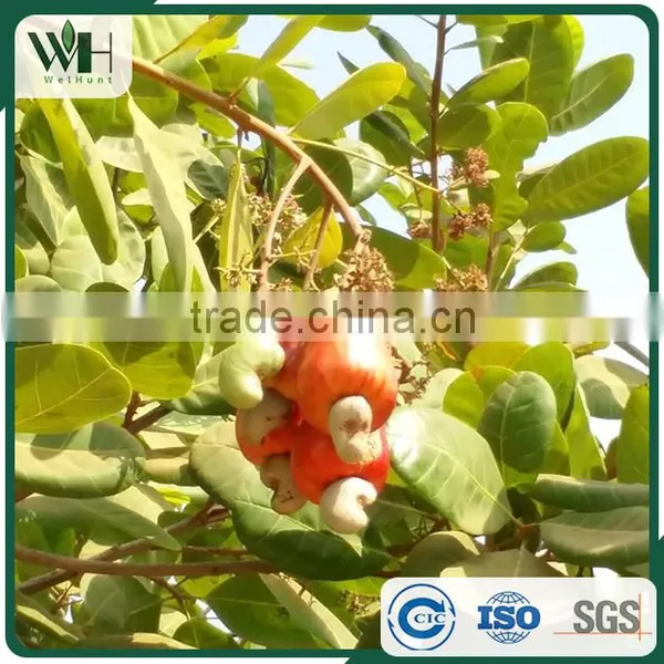 Black Spots Free Southeast Asia WW320 Cashew Nut photo-2