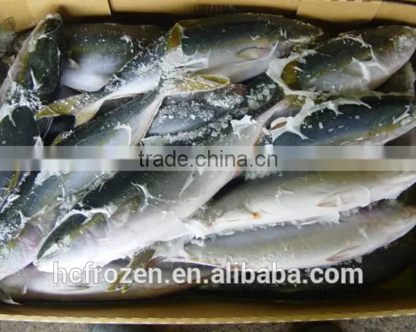 Frozen Japan Yellowtail photo-2