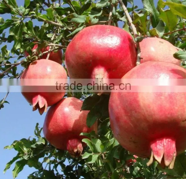 20%-90% Ellagic Acid Pomegranated Peel Extract Powder photo-2