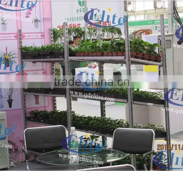 392 Plug Seedling in Greenhouse photo-3