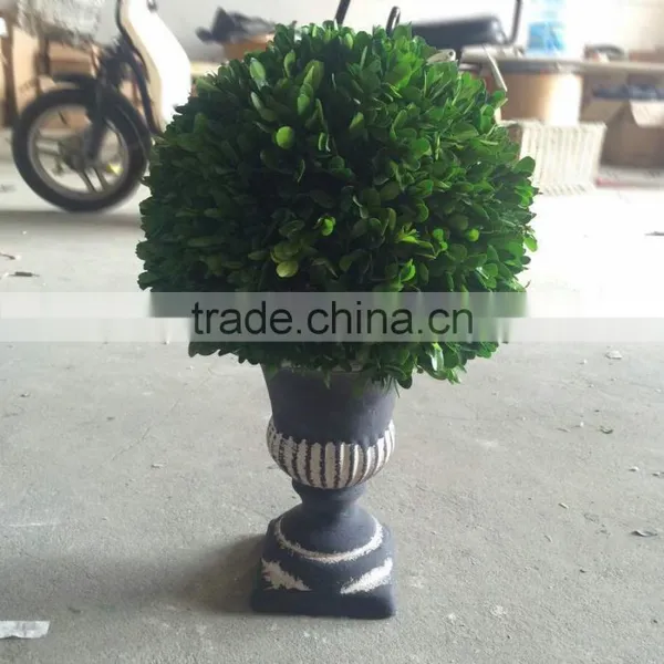 Potted Preserved Boxwood Ball Topiary Producer