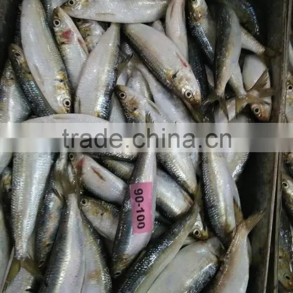 Frozen Seafood of Sardine Fish photo-2