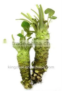 Wasabi Paste With Real Wasabi Wasabi Japonica