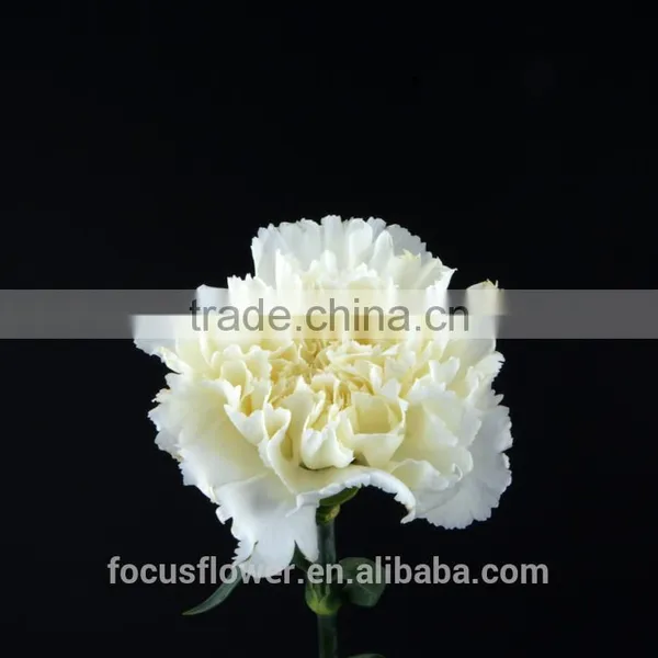Kunming Lowest Price Directly Wholesale Fresh Cut Flowers White Carnation Flower All Fresh Cut Roses Flowers