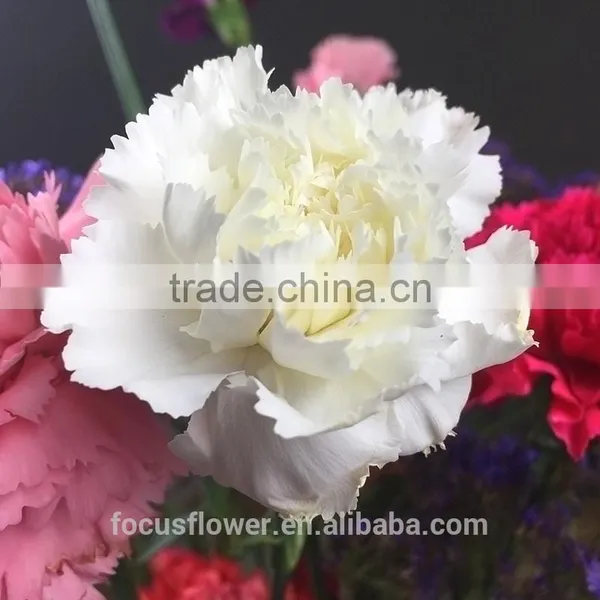 Fragrant Natural Fresh Carnation In Two Tone Plum Flower White For Weddings From Yunnan photo-5