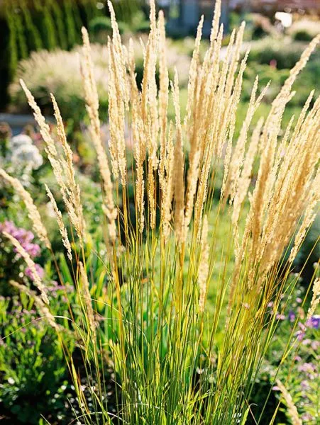 Olive Green Landscaping Ornamental Garden Plants Outdoor Bicolor