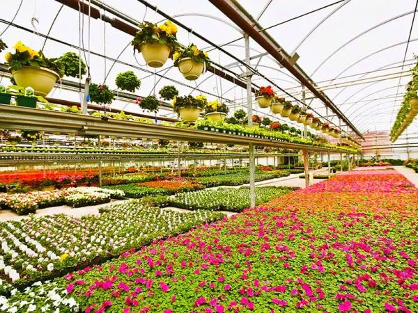 Glass Greenhouse With Venlo Structure for Agriculture/Horticulture photo-2