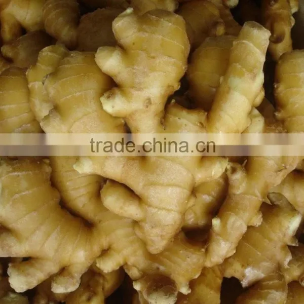 BEST PRICE VIETNAM FRESH GINGER photo-5