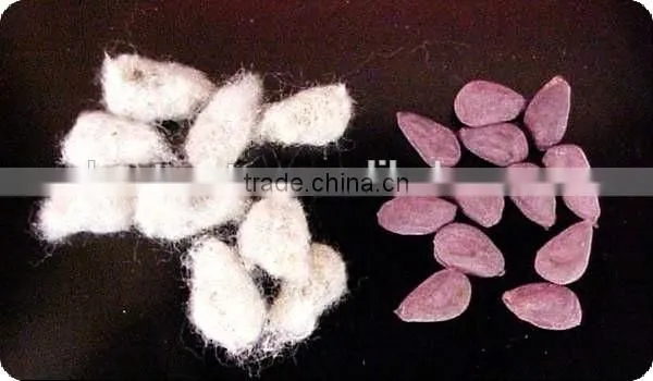 Cotton Seed Color Sorter Machine in China photo-2