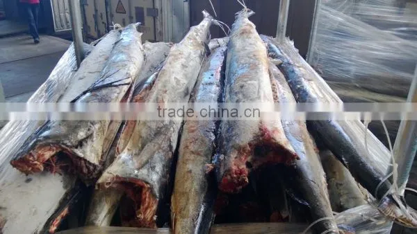 Sailfish DWT photo-2