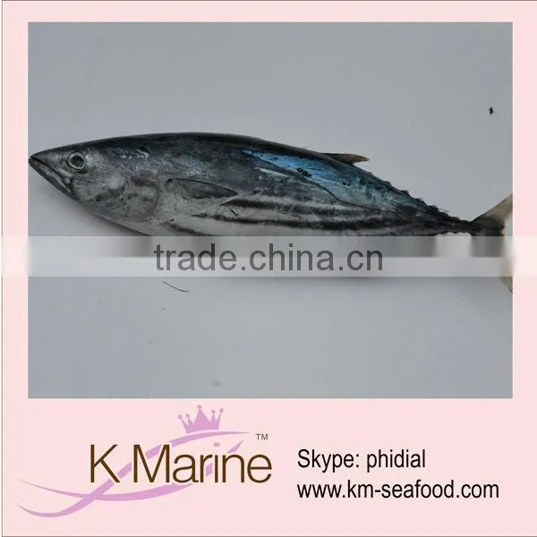 Live Seafood Fresh Whole Tuna