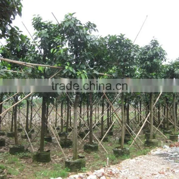 Ficus Altissima Potted for Outdoor Plants photo-2
