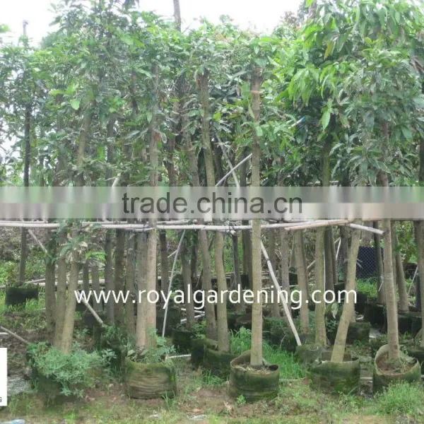 Mangifera Indica Outdoor Plants photo-2