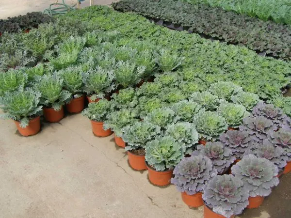 40-60cm Bicolor Decoration Indoor Ornamental Plants Foliage Plants