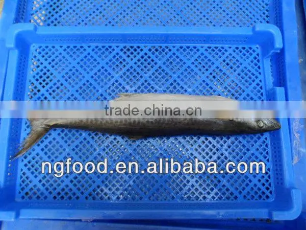 Frozen Horse Mackerel Whole