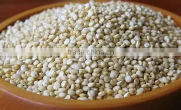 Quinoa photo-2