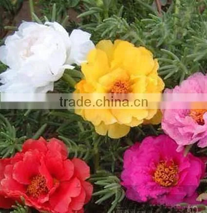 Largeflower Purslance , Portulaca, Flower Seeds , Herb Seed,vegetalbe Seed,fruit Seed,grass Seed