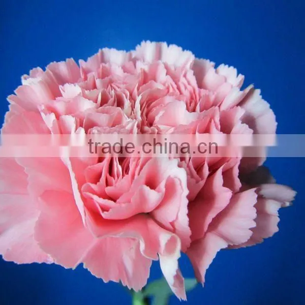 Wholesale Carnation Stem Various Colors Decorative Pink Carnation Flowers photo-4
