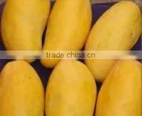 Fresh Mango From Pakistan With Approved EU Quality Standards photo-6