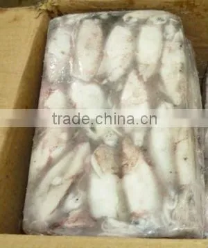 FROZEN LOLIGO SQUID WHOLE FROM PAKISTAN