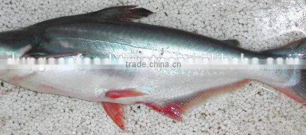 FROZEN PANGASIUS WHOLE ROUND photo-2